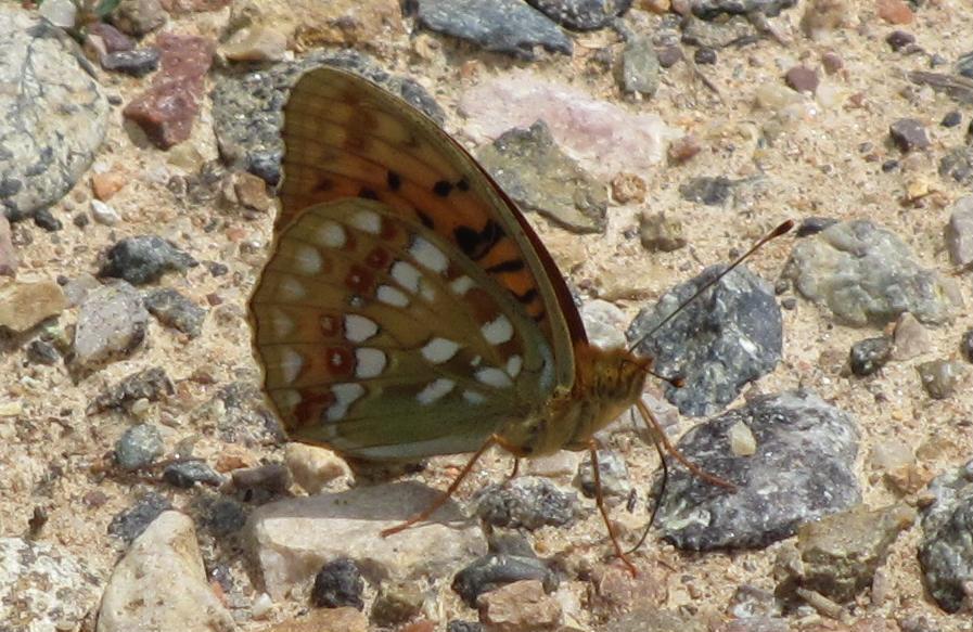 Argynnis aglaja?